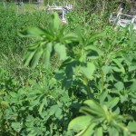 Alène Scleranthus (2)