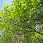 Chêne pédonculé Oak